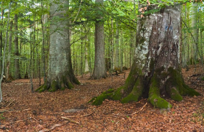 Украинцам назвали самую дикую область страны