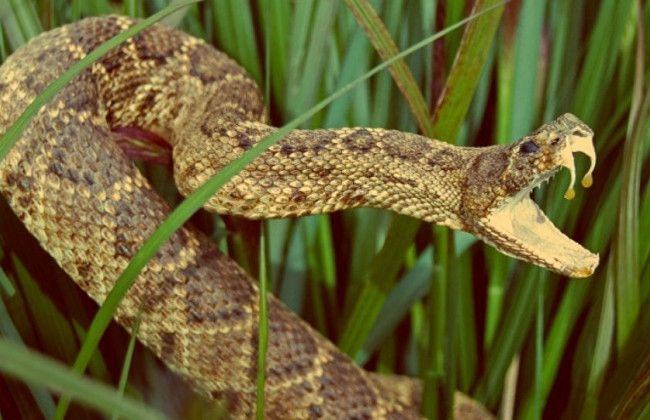 Киевлян предупредили о нашествии змей в столице