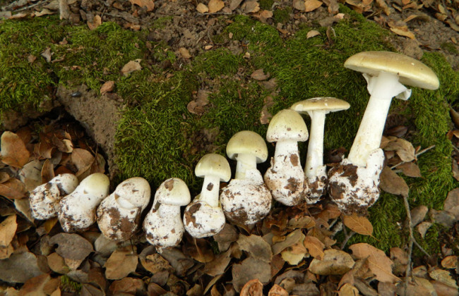 Эти продукты содержат опасный яд