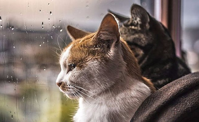 Возможен снег: украинцев поразили новым прогнозом погоды