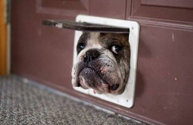 Закон об учете домашних животных: что следует знать украинцам