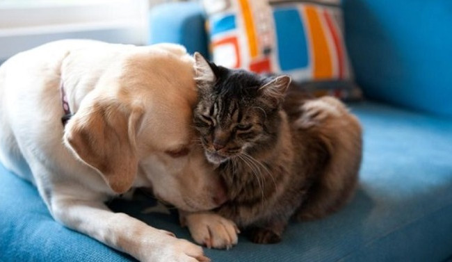 Регистрация животных по-новому: что следует знать и кто заплатит штраф