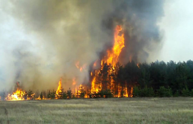 Женщине присудили 220 тысяч штрафа за случайно сожженные 200 га леса