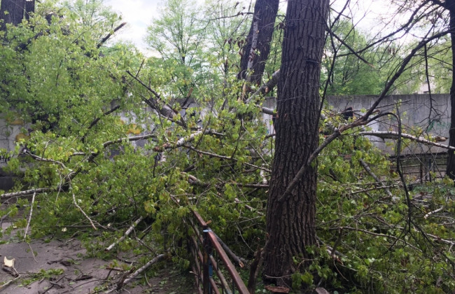 Жуткая смерть: на трехлетнюю девочку упало дерево