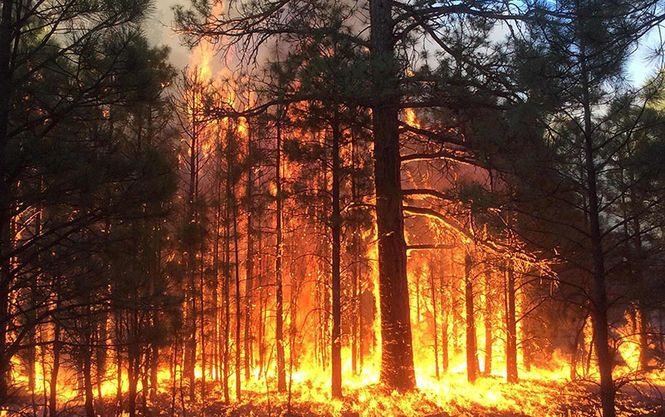 Пожар в лесу: 224 тысячи возместит государству «поджигательница»