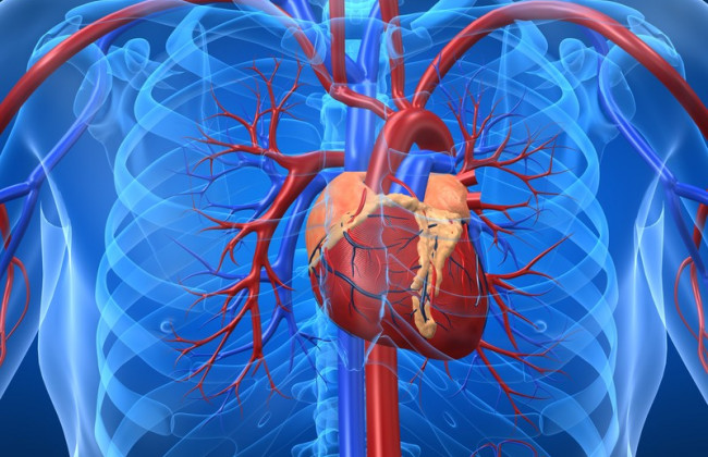 Назвали простой и доступный способ очистки сосудов