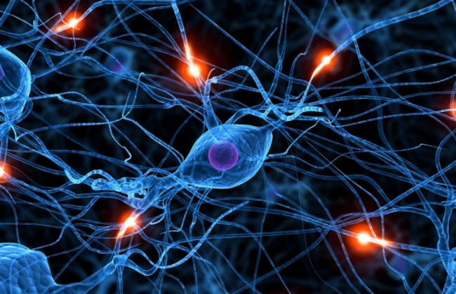 Эти семь продуктов эффективно укрепляют нервную систему