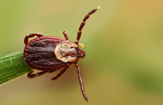 Как вытащить клеща в домашних условиях: популярный лайфхак