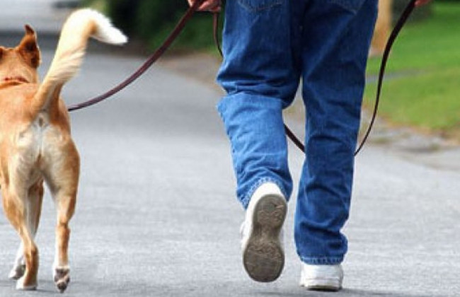 Выгул собаки в неположенном месте: суд вынес решение