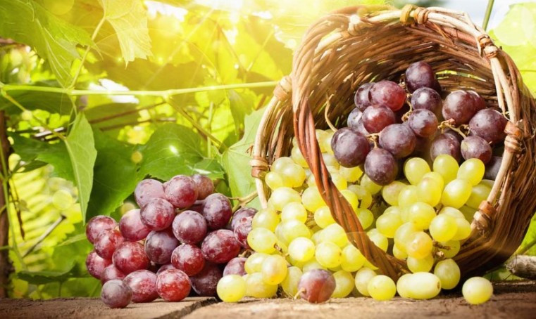 Кому и почему нельзя есть виноград