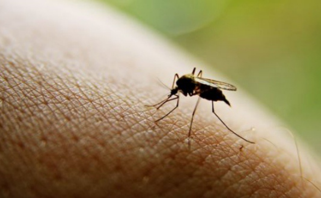 Как избавиться от комаров в квартире и доме: названы пять действенных способов