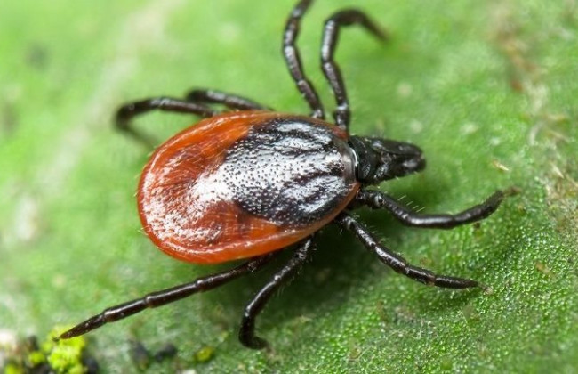 Укусил клещ: что ни в коем случае нельзя делать