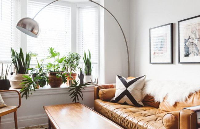 Эти четыре растения быстро чистят воздух в комнате