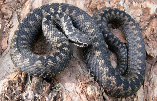 Украинцев поразила ситуация со змеей на СТО