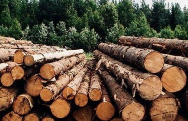 СБУ разоблачила схему нелегального сбыта древесины