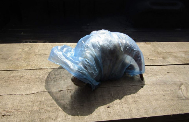 Депутату горсовета подкинули «мерзкую» посылку: есть подробности