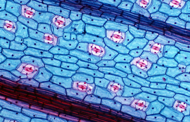Эти продукты провоцируют аномальный рост жира