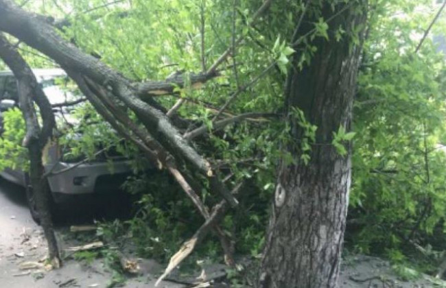 В Киеве дерево упало на припаркованный на тротуаре джип