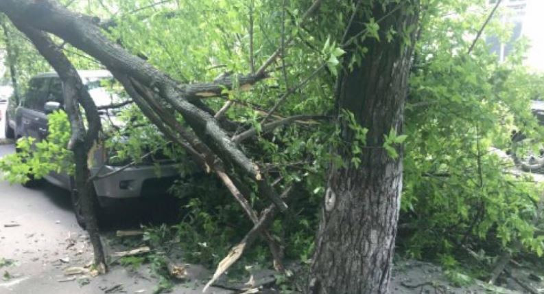 В Киеве дерево упало на припаркованный на тротуаре джип