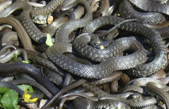 Массовое нападение змей в Киеве: как себя вести и что делать при укусе