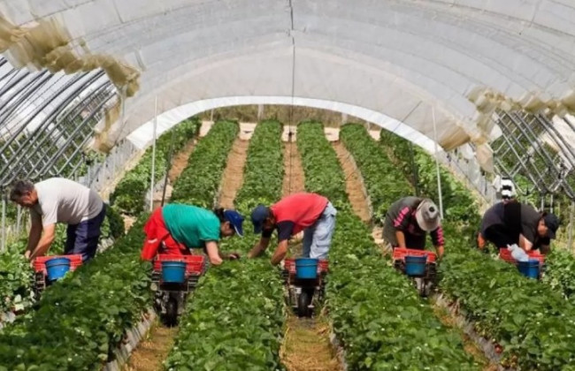 Украинские гастарбайтеры могут потерять субсидии