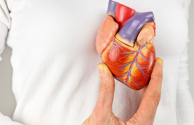 Назван идеальный для здоровья сердца продукт