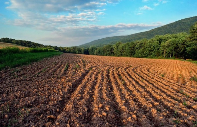 Аренда земли в Украине существенно подорожала