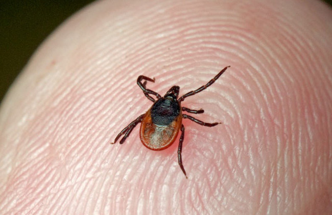 Если  клещ остался в теле:  как действовать