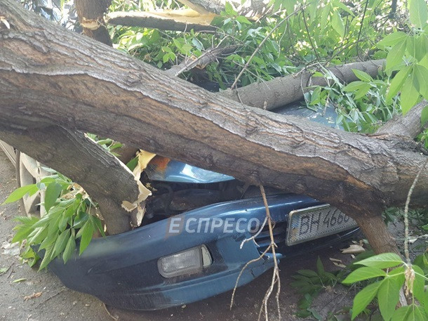 В Киеве ветка дерева повредила сразу четыре автомобиля