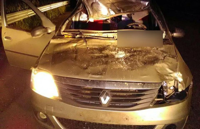 В Полтавской области машина протаранила лося, есть жертвы