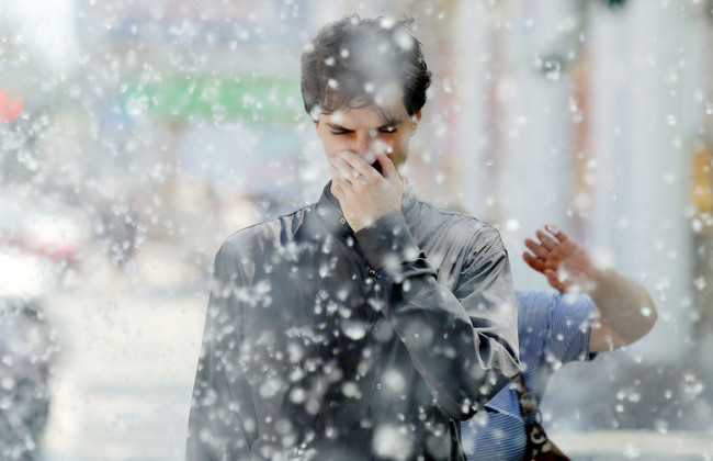 Тополиный пух-убийца: что следует знать и как уберечься