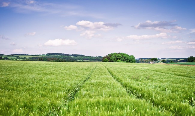 В Донецкой области государству вернут более 100 гектар земли