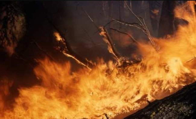 Под Чернобылем снова вспыхнул пожар: появились подробности