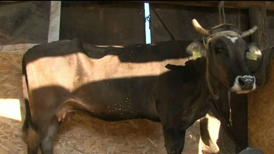 Власти Болгарии спасли корову-путешественницу