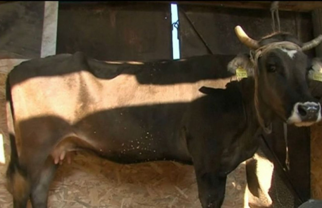 Власти Болгарии спасли корову-путешественницу