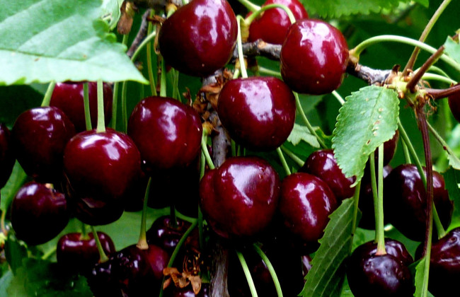 Вишня или черешня: какой из плодов полезнее