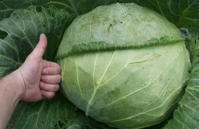 Стало известно, какие продукты в мае подорожали больше всего