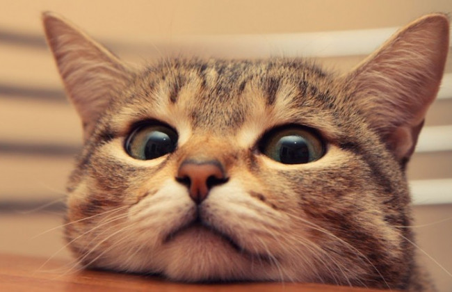 Опубликовала жестокое видео с убийством котенка: суд наказал харьковчанку