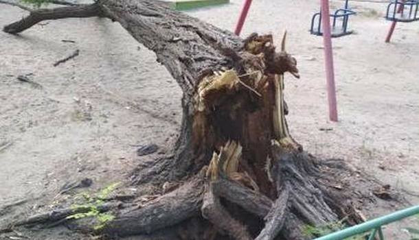 В Киеве дерево упало на детскую площадку