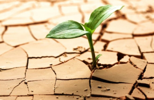 Засуха охватила часть Украины