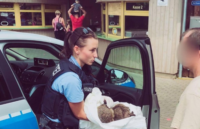 Выпивали на детской площадке: в Германии полиция спасла пьяных ежей