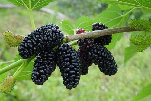 Кому и почему полезно есть шелковицу