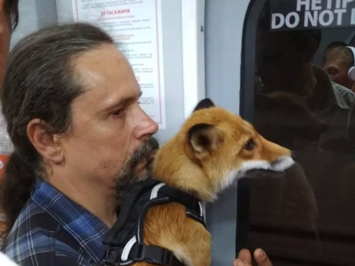 Лиса в метро поставила киевлян "на уши"