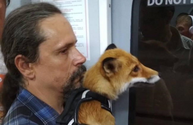 Лиса в метро поставила киевлян "на уши"