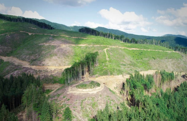 Украинцев поразили масштабами вырубки лесов в Карпатах: опубликовано видео