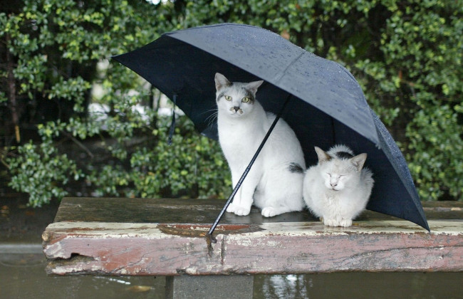 Синоптик объявила о резком похолодании в Киеве