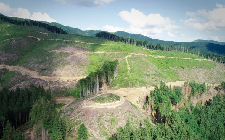 Украинцев поразили масштабами вырубки лесов в Карпатах: опубликовано видео