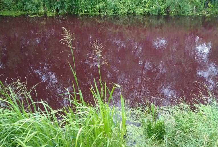 Цвет озера в Броварах напугал украинцев