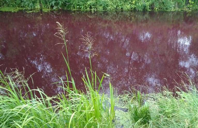 Цвет озера в Броварах напугал украинцев