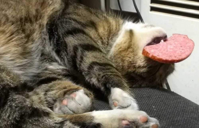 В супермаркете Киева кот прямо на витрине уплетал колбасу